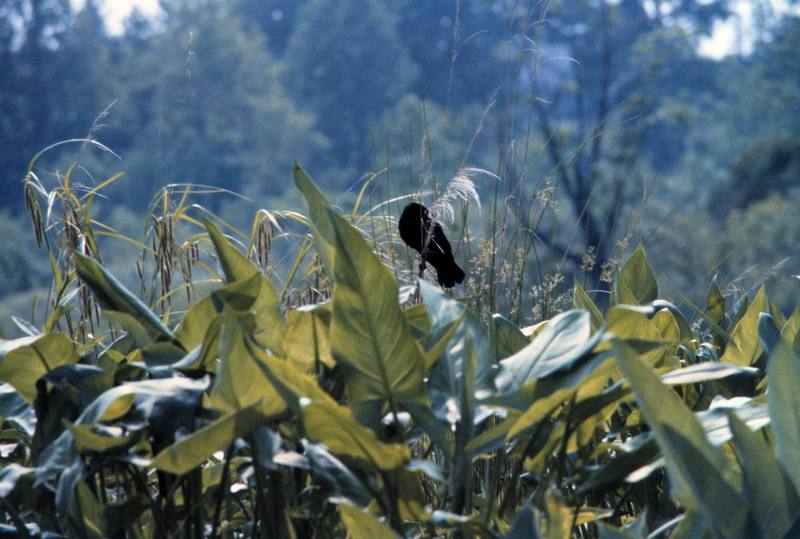 Red-winged Blackbird (Agelaius phoeniceus) {!--붉은어깨찌르레기사촌-->; DISPLAY FULL IMAGE.
