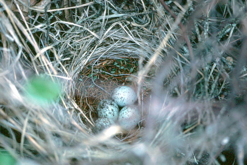 Blackbird eggs in nest (Icteridae) {!--찌르레기사촌과의 알-->; DISPLAY FULL IMAGE.