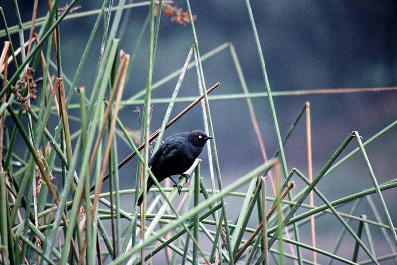 Brewer's Blackbird (Euphagus cyanocephalus) {!--검은찌르레기사촌-->; DISPLAY FULL IMAGE.