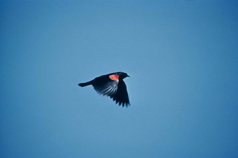 Red-winged Blackbird in flight (Agelaius phoeniceus) {!--붉은어깨찌르레기사촌-->; DISPLAY FULL IMAGE.