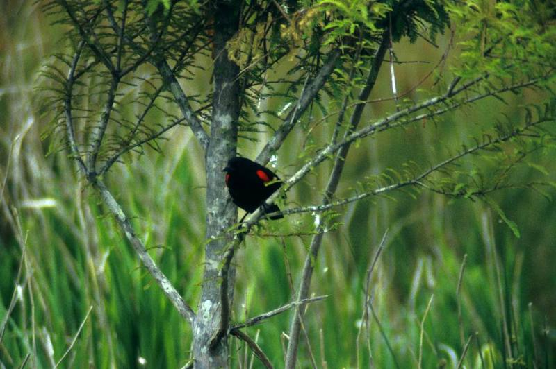 Red-winged Blackbird (Agelaius phoeniceus) {!--붉은어깨찌르레기사촌-->; DISPLAY FULL IMAGE.