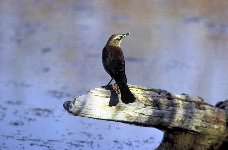 Rusty Blackbird (Euphagus carolinus) {!--재찌르레기사촌-->; DISPLAY FULL IMAGE.