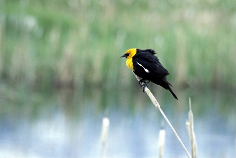 Yellow-headed Blackbird (Xanthocephalus xanthocephalus) {!--노란머리찌르레기사촌-->; DISPLAY FULL IMAGE.