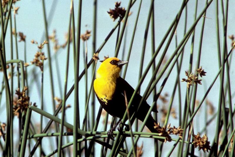 Yellow-headed Blackbird (Xanthocephalus xanthocephalus) {!--노란머리찌르레기사촌-->; DISPLAY FULL IMAGE.