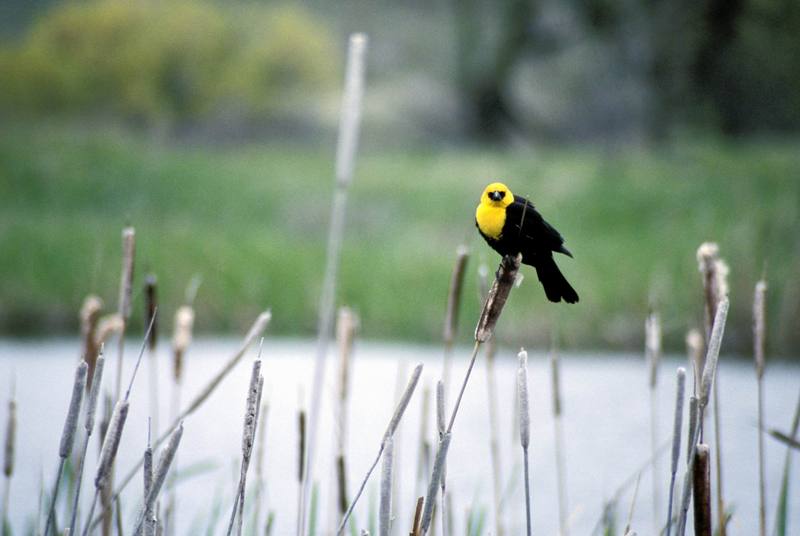 Yellow-headed Blackbird (Xanthocephalus xanthocephalus) {!--노란머리찌르레기사촌-->; DISPLAY FULL IMAGE.