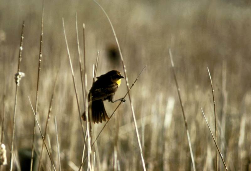 Yellow-headed Blackbird (Xanthocephalus xanthocephalus) {!--노란머리찌르레기사촌-->; DISPLAY FULL IMAGE.