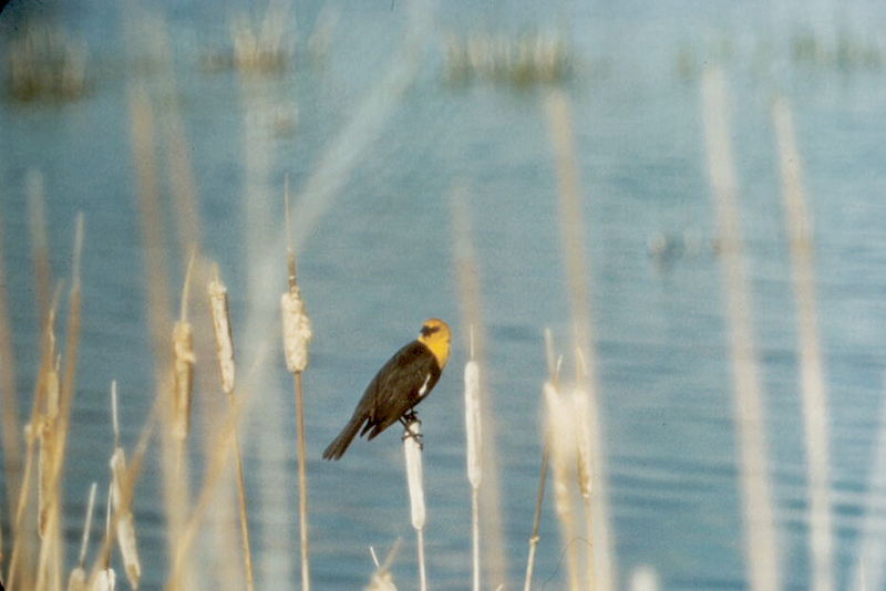 Yellow-headed Blackbird (Xanthocephalus xanthocephalus) {!--노란머리찌르레기사촌-->; DISPLAY FULL IMAGE.