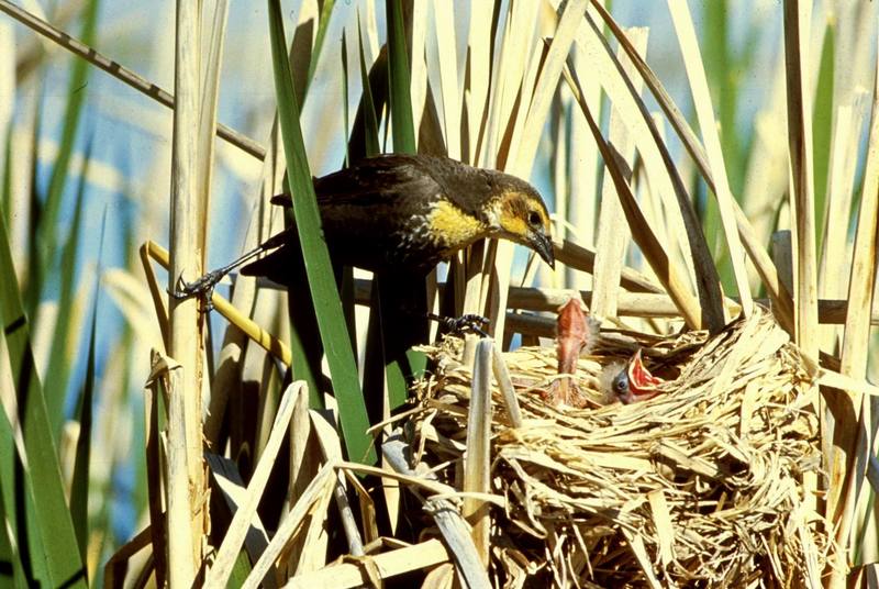 Yellow-headed Blackbird (Xanthocephalus xanthocephalus) {!--노란머리찌르레기사촌-->; DISPLAY FULL IMAGE.