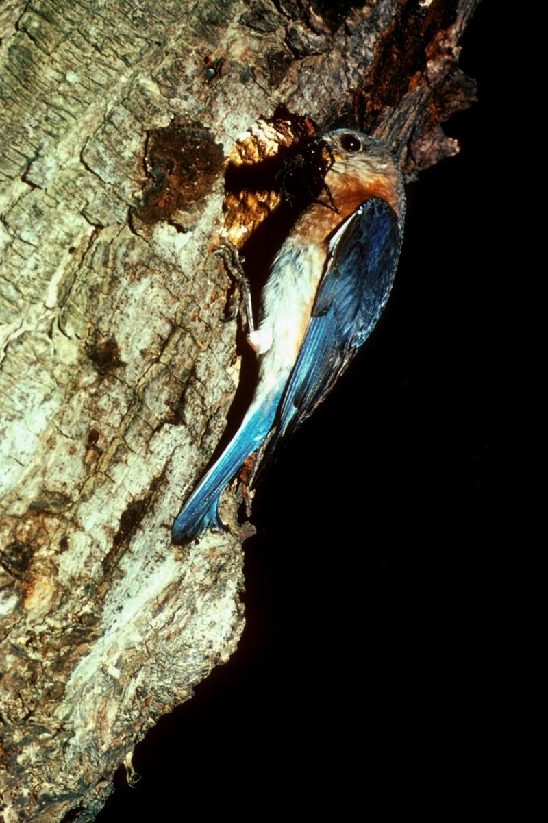 Eastern Bluebird (Sialia sialis) {!--동부파랑지빠귀-->; DISPLAY FULL IMAGE.