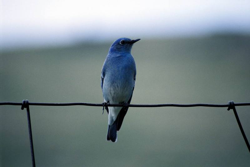 Mountain Bluebird (Sialia currucoides) {!--산파랑지빠귀-->; DISPLAY FULL IMAGE.