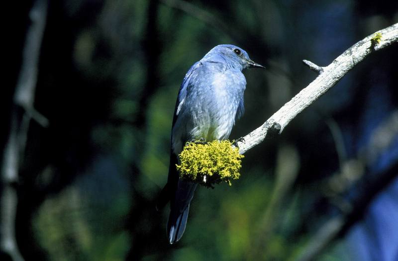 Mountain Bluebird (Sialia currucoides) {!--산파랑지빠귀-->; DISPLAY FULL IMAGE.