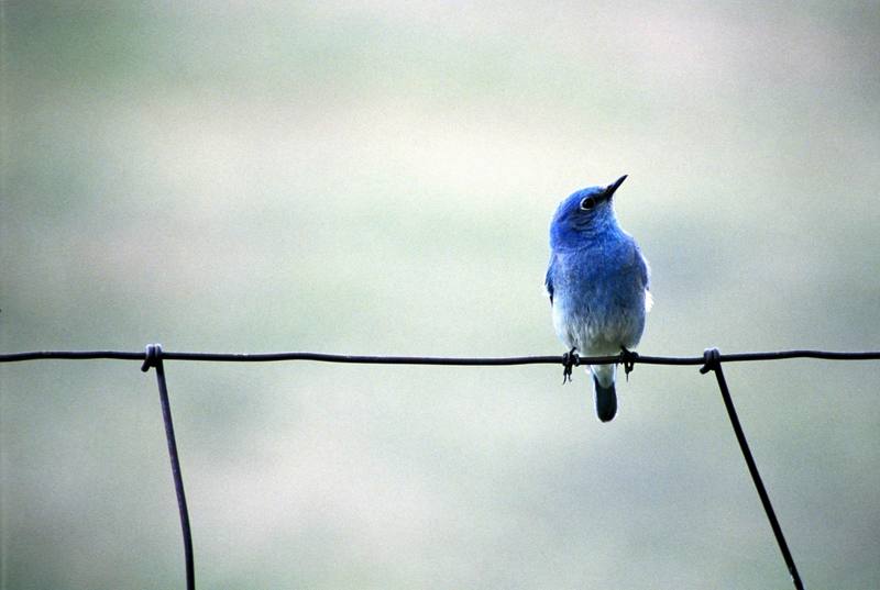 Mountain Bluebird (Sialia currucoides) {!--산파랑지빠귀-->; DISPLAY FULL IMAGE.