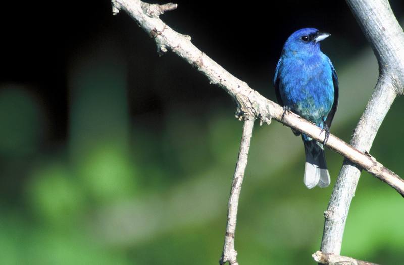 Indigo Bunting (Passerina cyanea) {!--유리멧새-->; DISPLAY FULL IMAGE.