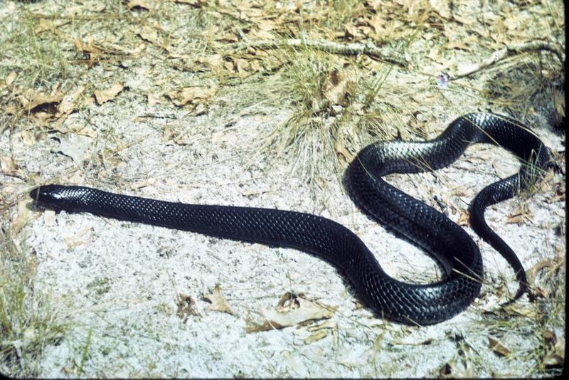 Indigo Snake (Drymarchon corais) {!--미국쪽뱀(인디고뱀)-->; DISPLAY FULL IMAGE.