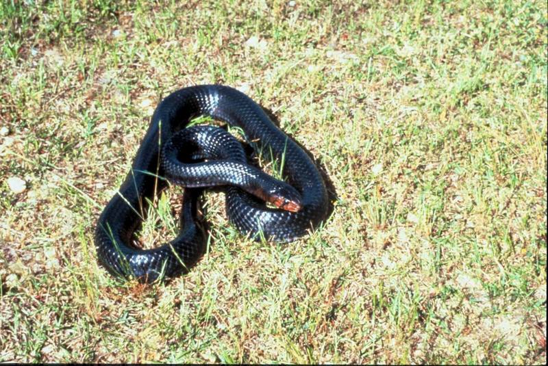 Eastern Indigo Snake (Drymarchon corais couperi) {!--미국쪽뱀(인디고뱀)-->; DISPLAY FULL IMAGE.