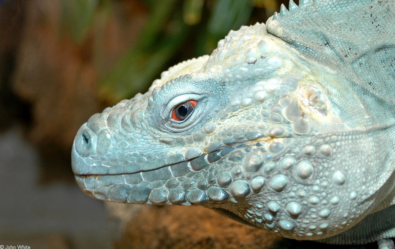 Grand Cayman Iguana (Cyclura nubila lewisi) 004; DISPLAY FULL IMAGE.