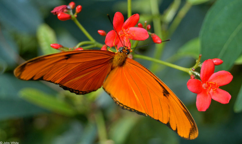 Orange Julia Butterfly (Dryas julia) 01063; DISPLAY FULL IMAGE.