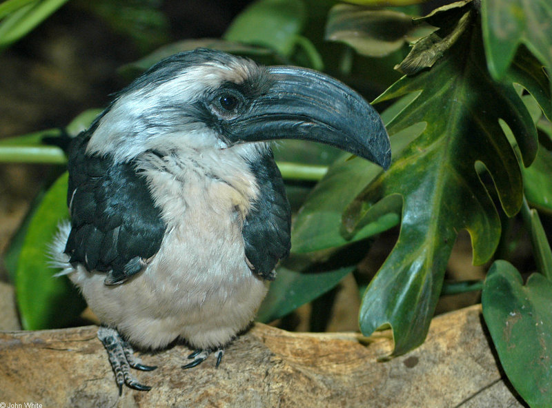 Von der Decken's Hornbill (Tockus deckeni); DISPLAY FULL IMAGE.