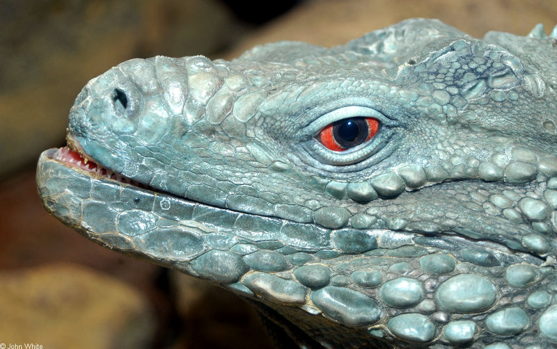 Grand Cayman Iguana (Cyclura nubila lewisi) 005; DISPLAY FULL IMAGE.