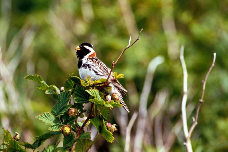 Lapland Longspur (Calcarius lapponicus) {!--긴발톱멧새-->; DISPLAY FULL IMAGE.