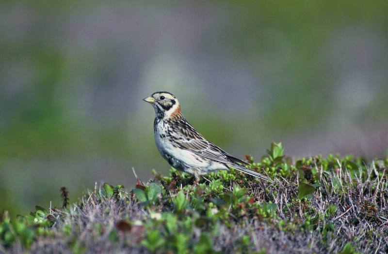 Lapland Longspur (Calcarius lapponicus) {!--긴발톱멧새-->; DISPLAY FULL IMAGE.