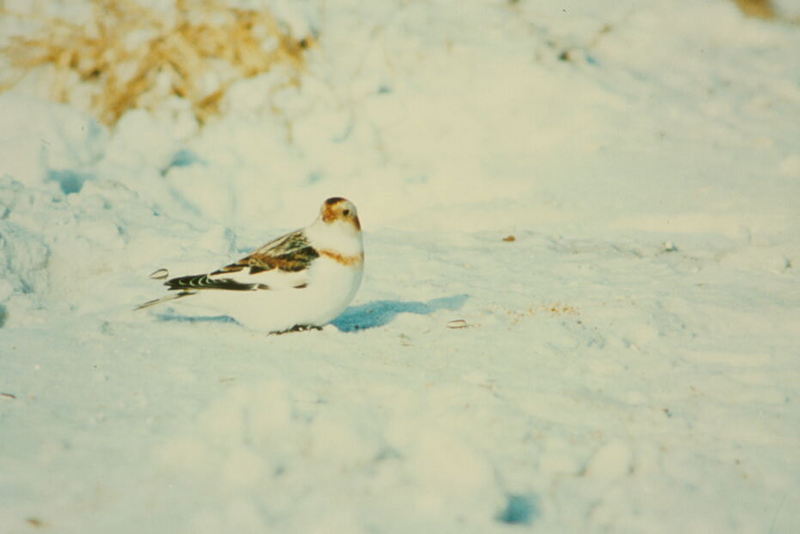 Snow Bunting (Plectrophenax nivalis) {!--흰멧새-->; DISPLAY FULL IMAGE.
