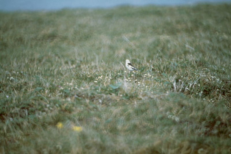 Snow Bunting (Plectrophenax nivalis) {!--흰멧새-->; DISPLAY FULL IMAGE.