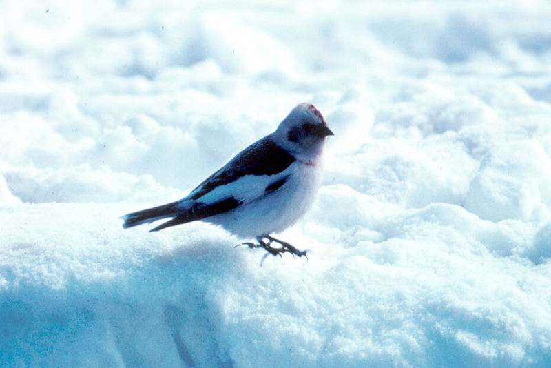 Snow Bunting (Plectrophenax nivalis) {!--흰멧새-->; DISPLAY FULL IMAGE.