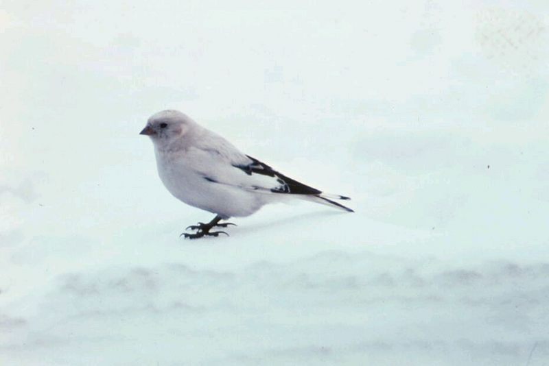 McKay's Bunting (Plectrophenax hyperboreus) {!--베링해흰멧새-->; DISPLAY FULL IMAGE.