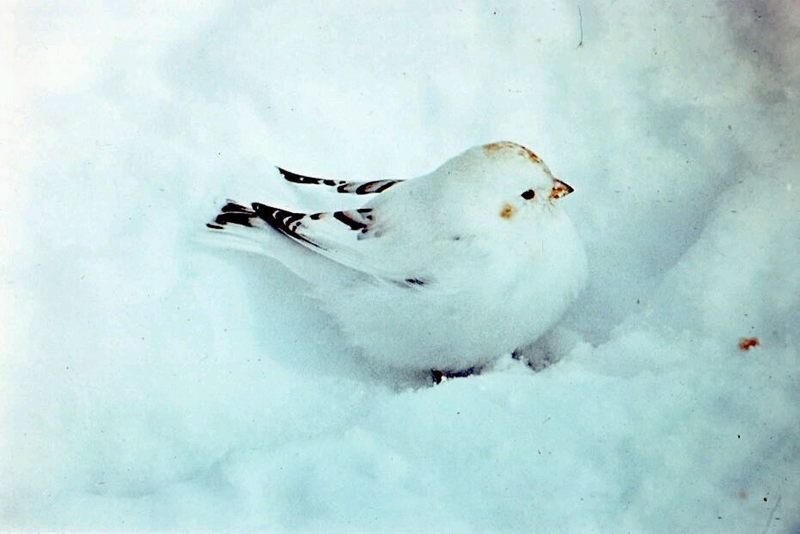 McKay's Bunting (Plectrophenax hyperboreus) {!--베링해흰멧새-->; DISPLAY FULL IMAGE.