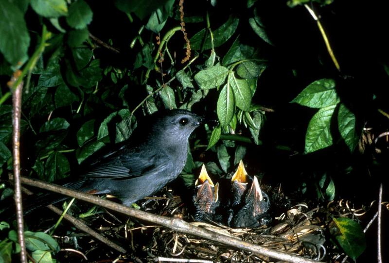 Gray Catbird (Dumetella carolinensis) {!--회색고양이새-->; DISPLAY FULL IMAGE.