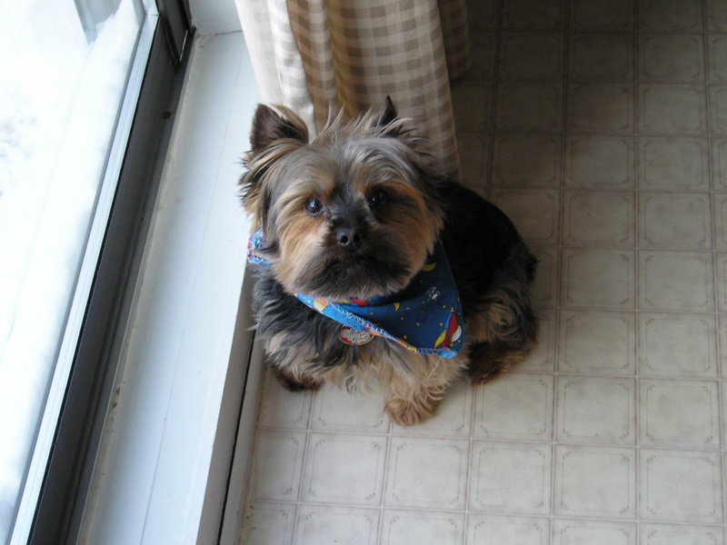 my dog; DISPLAY FULL IMAGE.