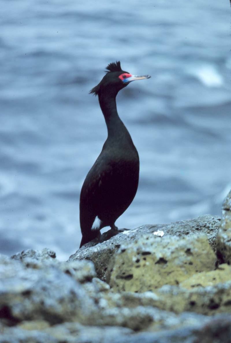 Red-faced Cormorant (Phalacrocorax urile) {!--붉은뺨가마우지-->; DISPLAY FULL IMAGE.