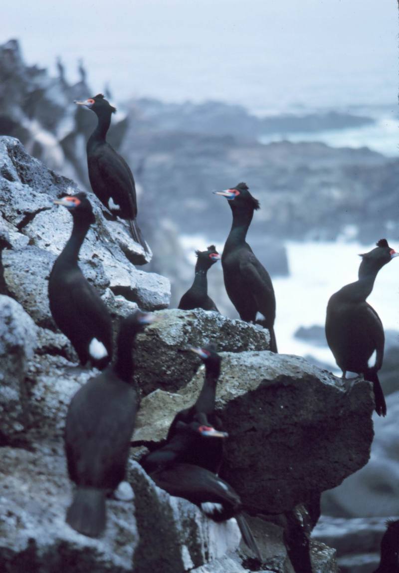 Red-faced Cormorant group (Phalacrocorax urile) {!--붉은뺨가마우지-->; DISPLAY FULL IMAGE.