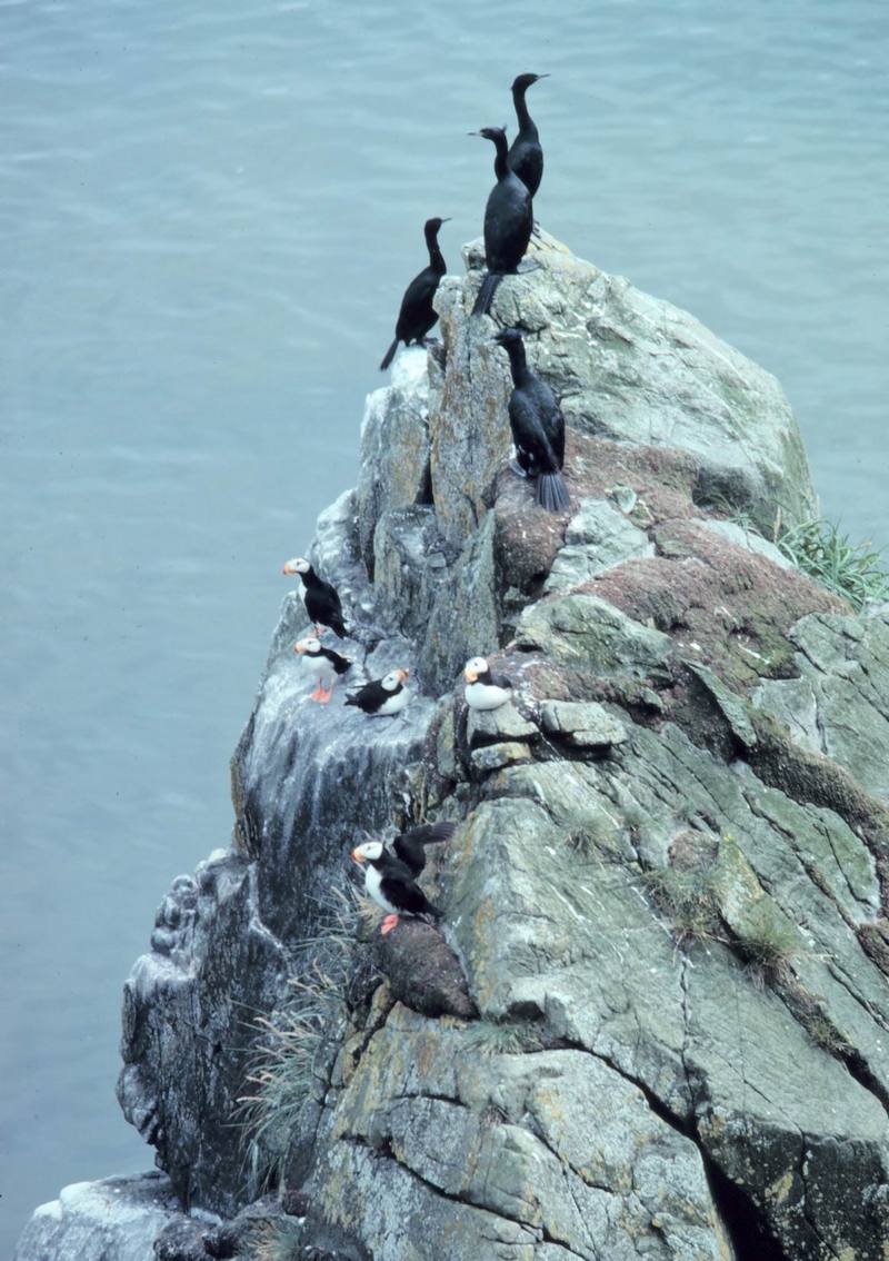 Red-faced Cormorant group (Phalacrocorax urile) {!--붉은뺨가마우지-->; DISPLAY FULL IMAGE.