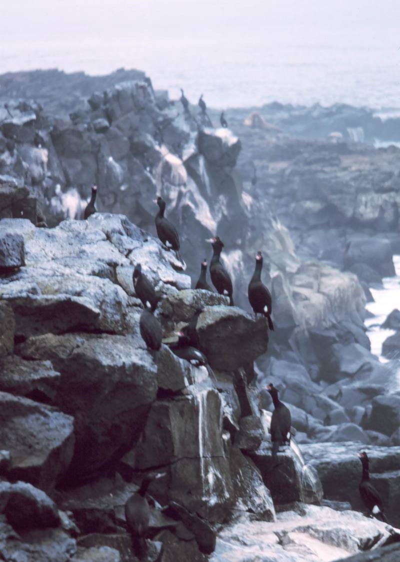 Red-faced Cormorant group (Phalacrocorax urile) {!--붉은뺨가마우지-->; DISPLAY FULL IMAGE.