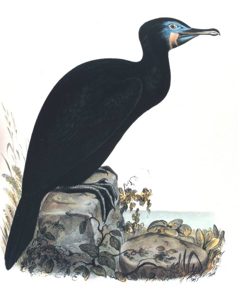 Brandt's Cormorant (Phalacrocorax penicillatus) {!--브랜트가마우지-->; DISPLAY FULL IMAGE.