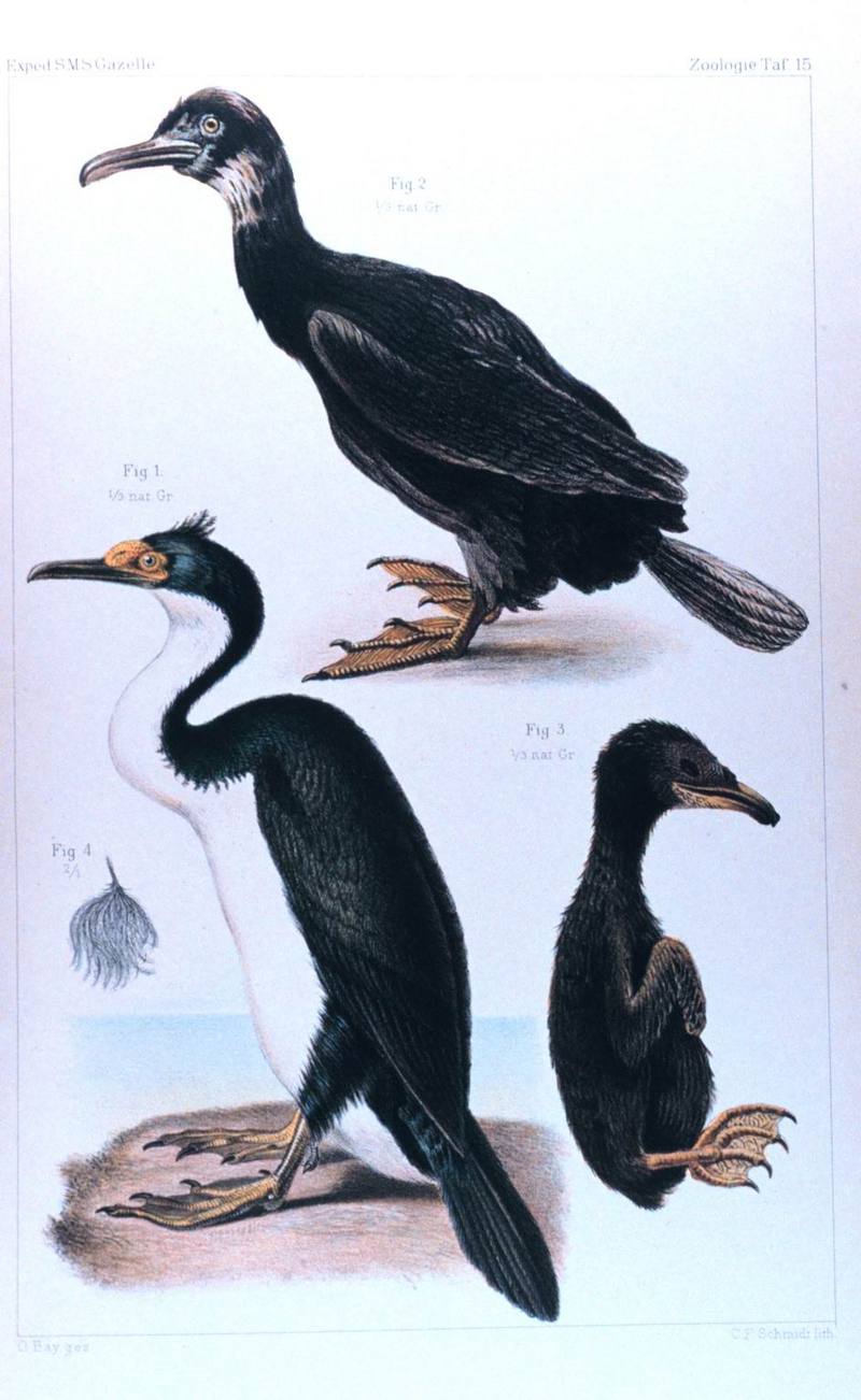 Kerguelen Shag (Phalacrocorax verrucosus) {!--케르겔렌가마우지-->; DISPLAY FULL IMAGE.