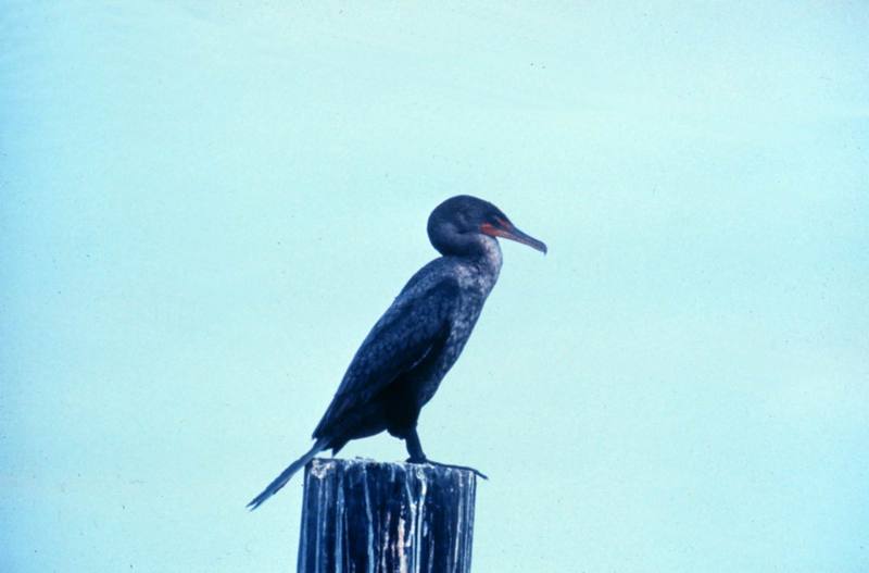 Double-crested Cormorant (Phalacrocorax auritus) {!--쌍뿔가마우지-->; DISPLAY FULL IMAGE.