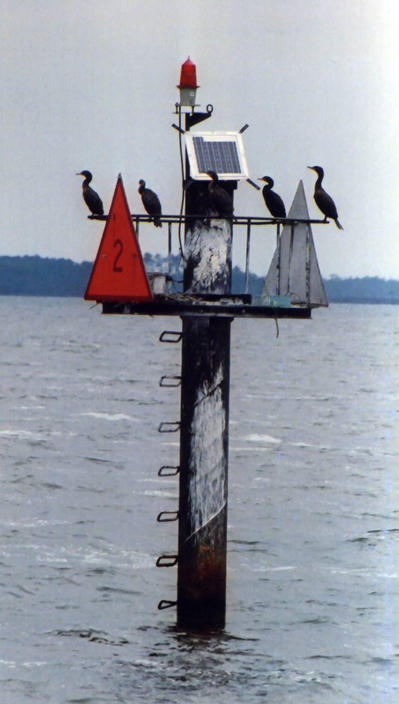 Cormorant group (Phalacrocorax sp.) {!--가마우지류-->; DISPLAY FULL IMAGE.