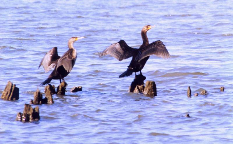 Cormorant pair (Phalacrocorax sp.) {!--가마우지류-->; DISPLAY FULL IMAGE.