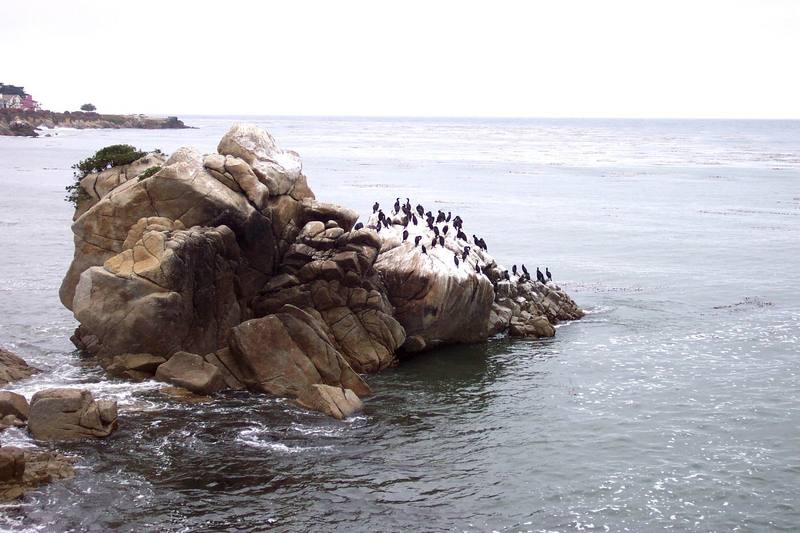 Brandt's Cormorant group (Phalacrocorax penicillatus) {!--브랜트가마우지-->; DISPLAY FULL IMAGE.