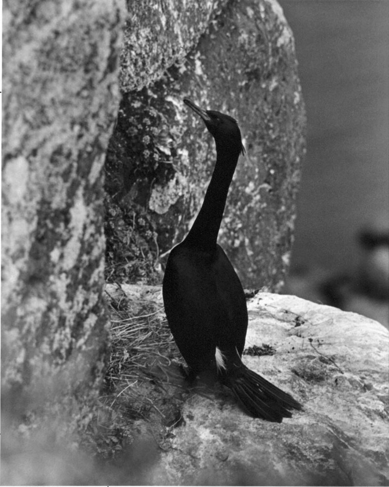 Cormorant (Phalacrocorax sp.) {!--가마우지류-->; DISPLAY FULL IMAGE.