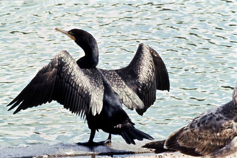 Double-crested Cormorant (Phalacrocorax auritus) {!--쌍뿔가마우지-->; DISPLAY FULL IMAGE.