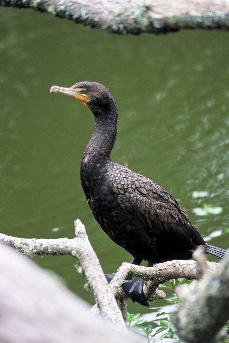 Double-crested Cormorant (Phalacrocorax auritus) {!--쌍뿔가마우지-->; DISPLAY FULL IMAGE.