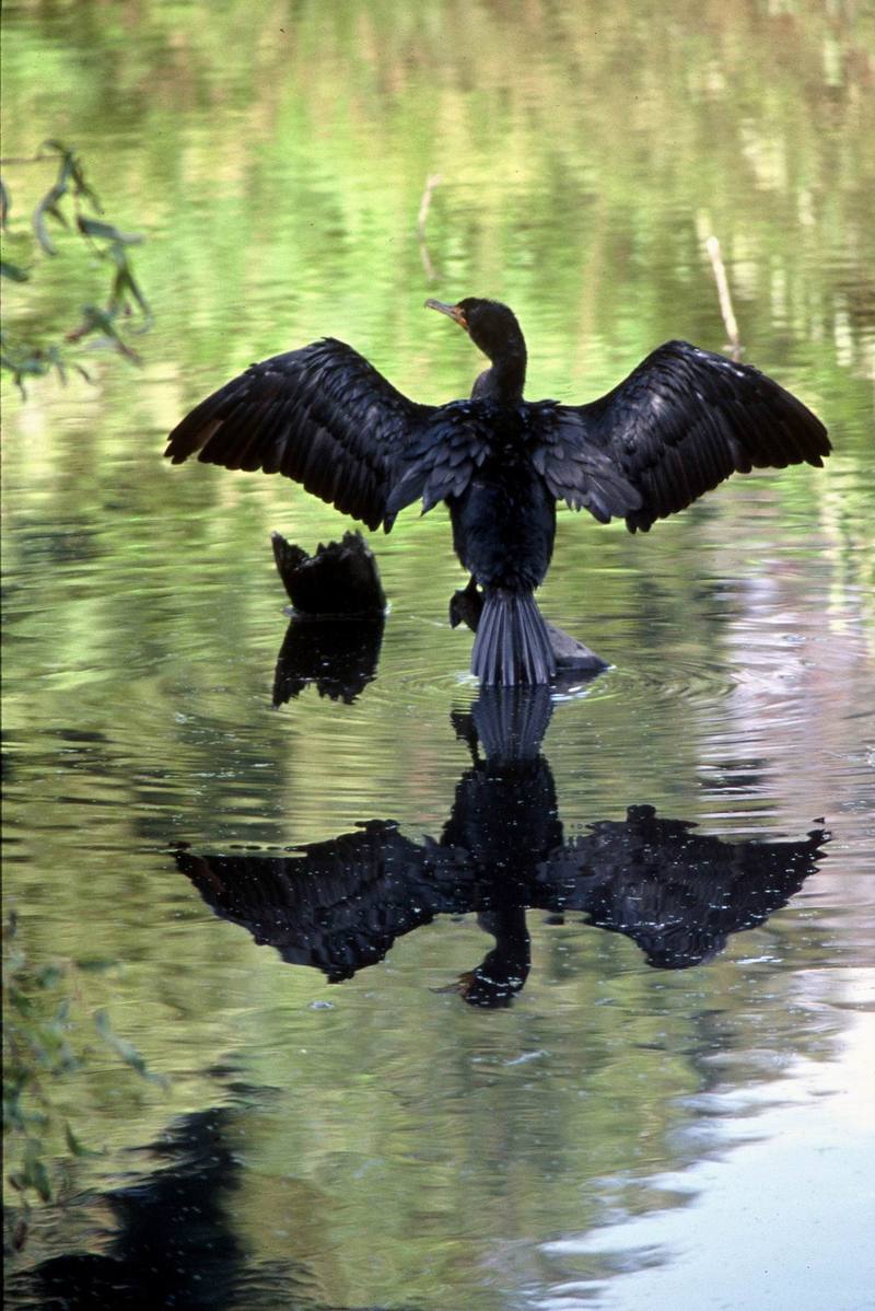 Double-crested Cormorant (Phalacrocorax auritus) {!--쌍뿔가마우지-->; DISPLAY FULL IMAGE.