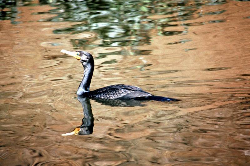 Double-crested Cormorant (Phalacrocorax auritus) {!--쌍뿔가마우지-->; DISPLAY FULL IMAGE.