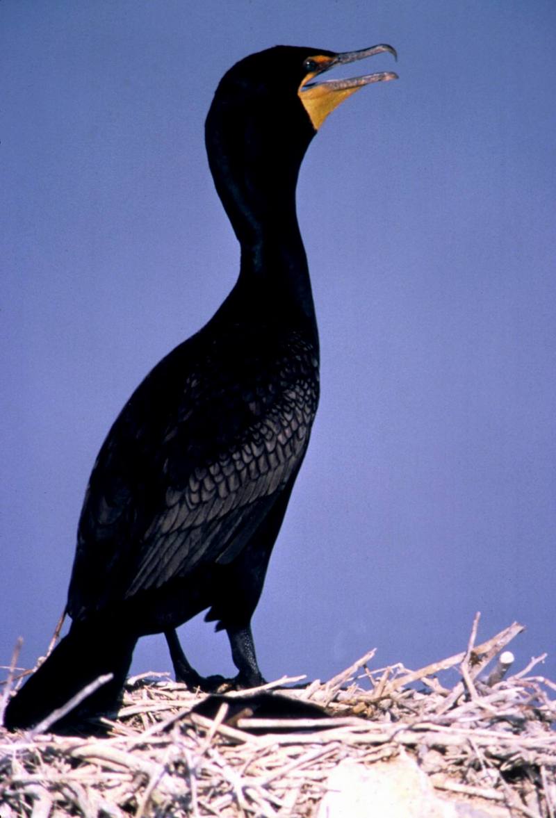 Double-crested Cormorant (Phalacrocorax auritus) {!--쌍뿔가마우지-->; DISPLAY FULL IMAGE.