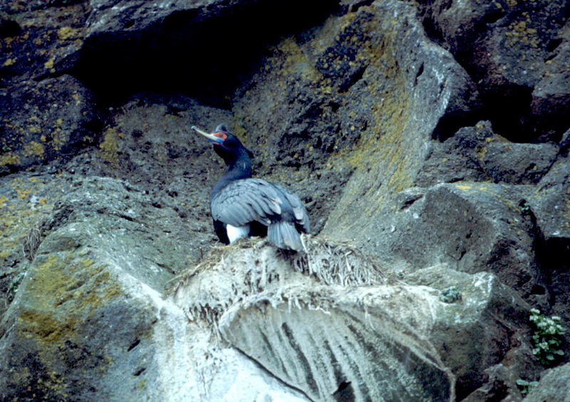 Red-faced Cormorant on cliff nest (Phalacrocorax urile) {!--붉은뺨가마우지-->; DISPLAY FULL IMAGE.