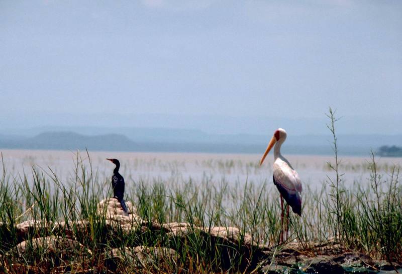 Cormorant (Phalacrocorax sp.) {!--가마우지류--> & Yellow-billed Stork (Mycteria ibis) {!--노랑부리황새-->; DISPLAY FULL IMAGE.